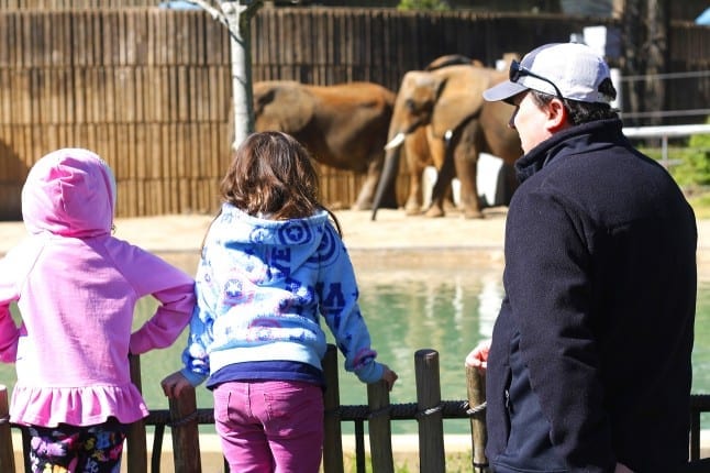 Elephants at the Memphis Zoo