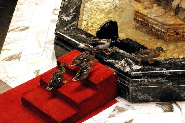 March of the Peabody Ducks